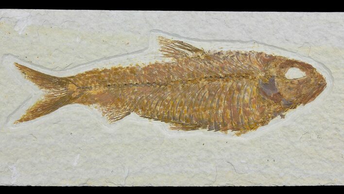 Detailed Fossil Fish (Knightia) - Wyoming #113579